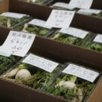 入荷した地物野菜の七草セット