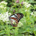 美しい羽のアサギマダラ=岡山県真庭市で