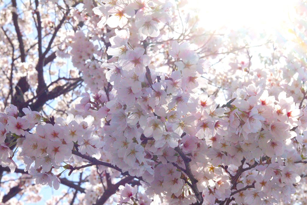 強い日差しで眩しく輝く桜の花びら＝2023年3月28日 午後11時52分