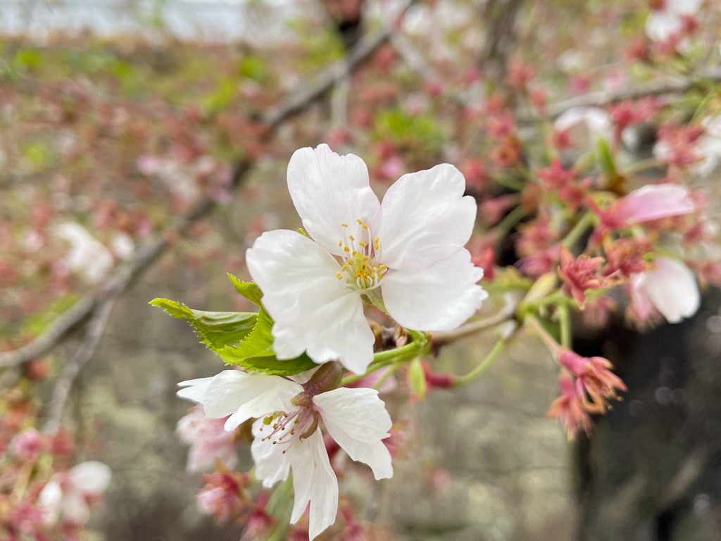 葉桜の中、懸命に花を咲かせるソメイヨシノ=2023年4月6日午前10時34分