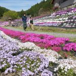 園内を華やかに彩るシバザクラ