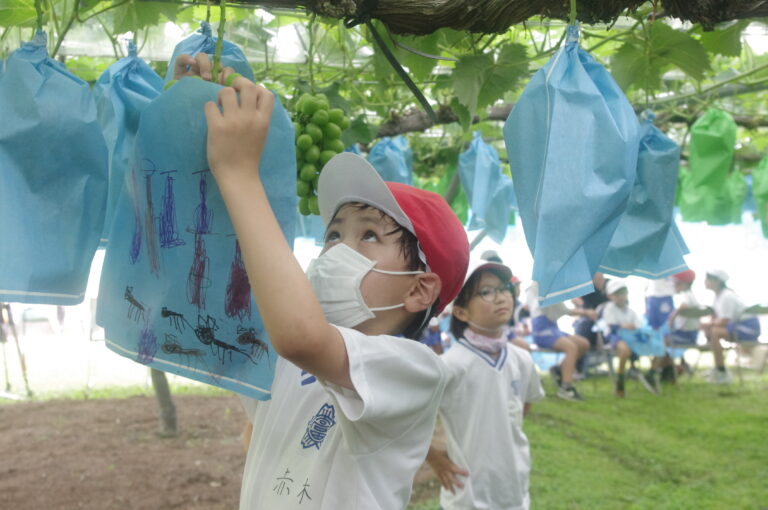 袋かけを体験する児童=岡山県津山市で
