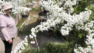 見ごろを迎えた八重咲のシジミバナ=岡山県津山市で