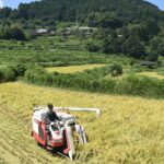 大垪和西の棚田で本格化する稲刈り=岡山県美咲町で