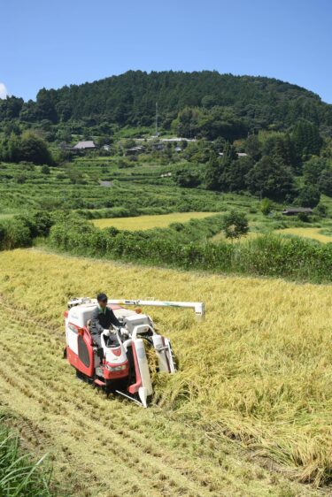 大垪和西の棚田で本格化する稲刈り=岡山県美咲町で
