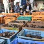 真庭市勝山地区で出荷が始まった銀沫=岡山県真庭市で