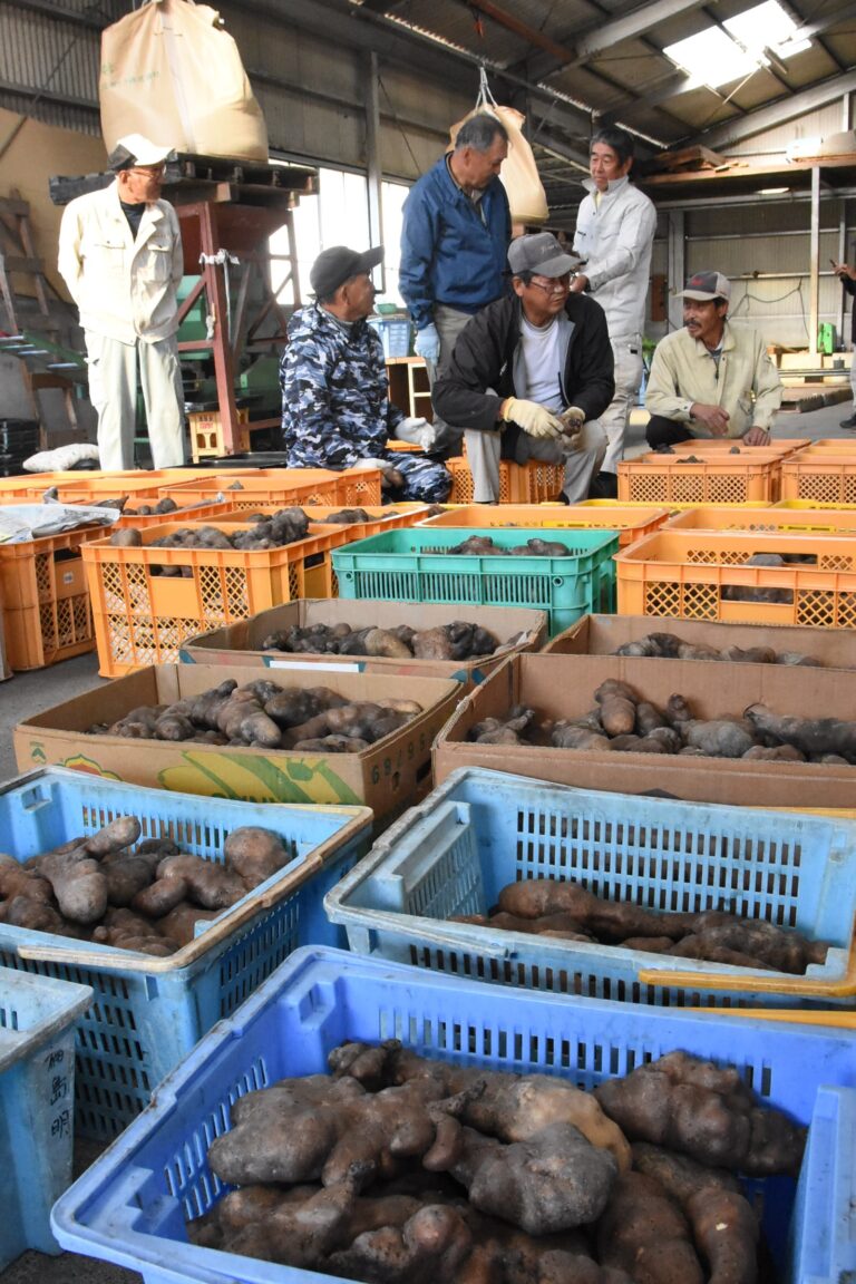 真庭市勝山地区で出荷が始まった銀沫=岡山県真庭市で
