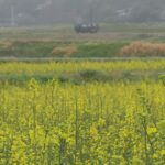 見ごろを迎えた菜の花と観客を乗せた自衛隊車両=岡山県奈義町で