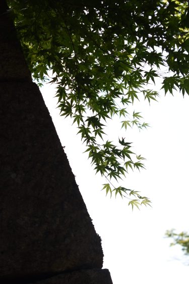 初夏の新緑、小鳥の”歌”　自然の息吹に満ちる津山城　この時季ならではの風情／岡山・津山市