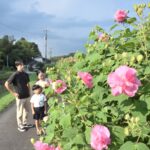 打穴川沿いに咲くフヨウ=岡山県美咲町で