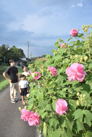 打穴川沿いに咲くフヨウ=岡山県美咲町で