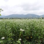 蒜山三座を背景に咲き誇るソバの花