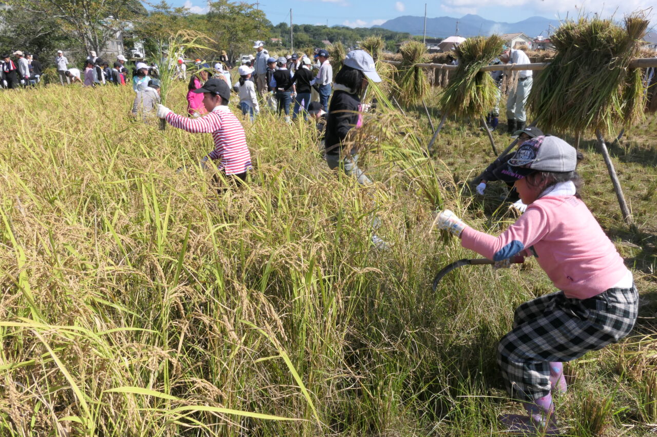 黄金に染まる田んぼで作業を進める児童ら=岡山県津山市で