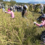 黄金に染まる田んぼで作業を進める児童ら=岡山県津山市で