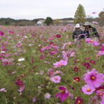 コスモス畑に見入る人たち=岡山県美咲町で