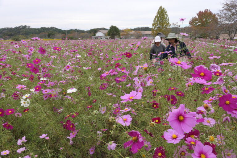 コスモス畑に見入る人たち=岡山県美咲町で