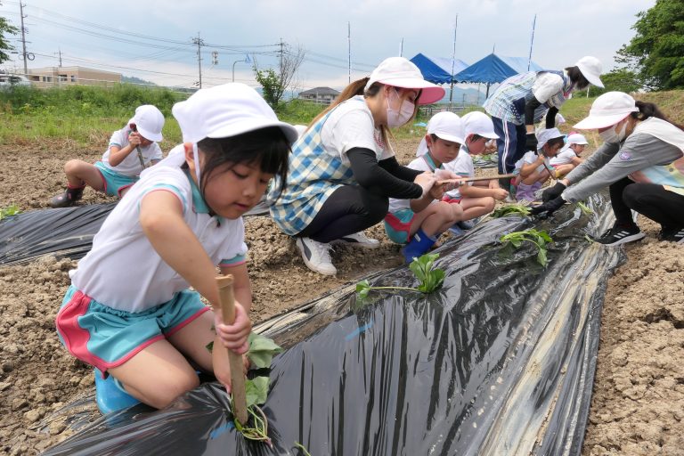 サツマイモの苗を植える園児たち＝岡山県津山市