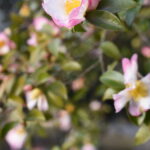 薄桜色の可憐な花を咲かせているサザンカ＝岡山県津山市で