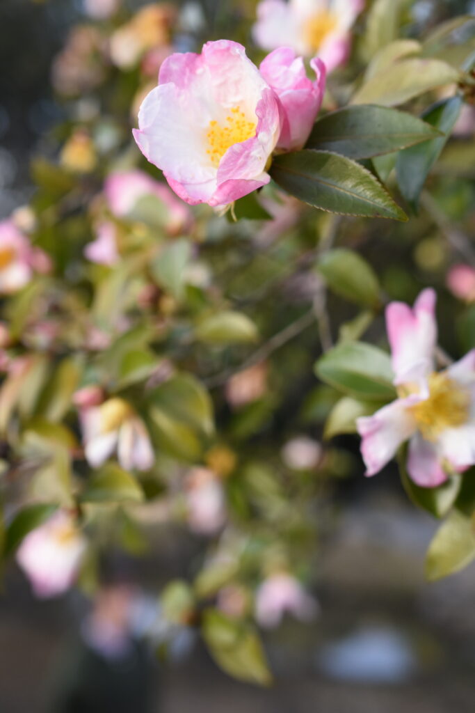 薄桜色の可憐な花を咲かせているサザンカ＝岡山県津山市で