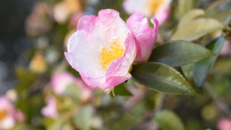 薄桜色の可憐な花を咲かせているサザンカ＝岡山県津山市で