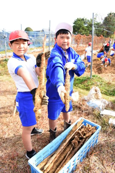 収穫した自然薯を手に笑顔の児童＝岡山県津山市で