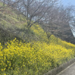 津山城を囲む桜と菜の花＝2024年3月27日 午後11時46分