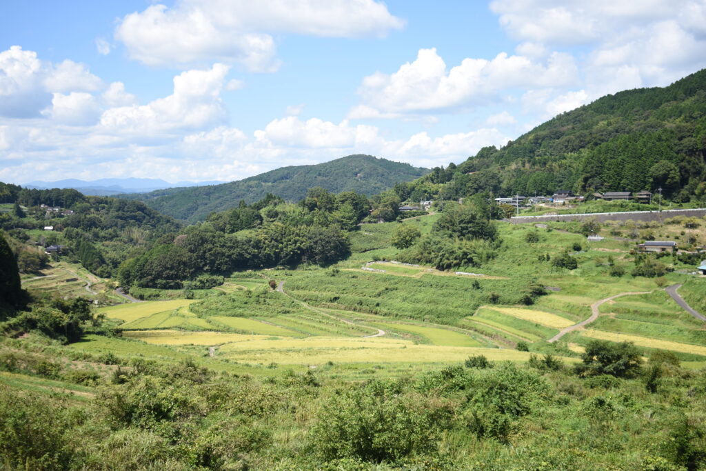 壮大な棚田の風景