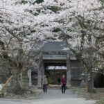 茅部神社前の桜のトンネル=岡山県真庭市で
