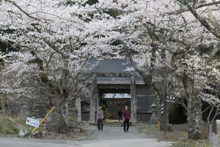 茅部神社前の桜のトンネル=岡山県真庭市で