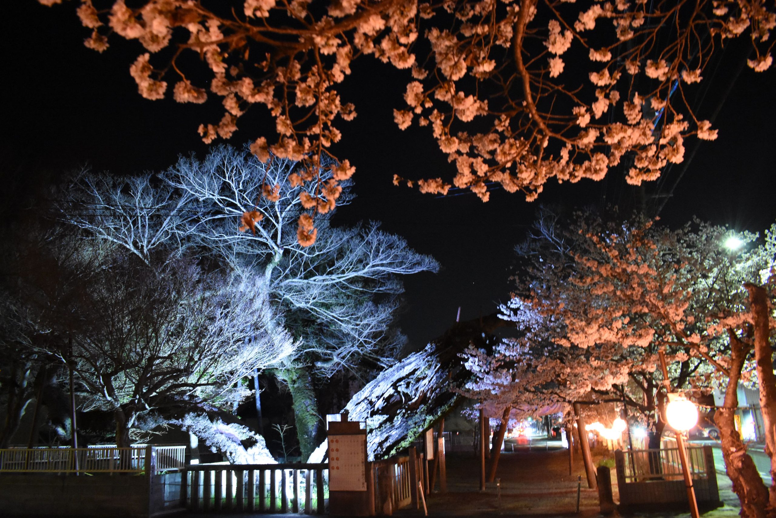 幻想的に浮かび上がった宇那提森のムクノキと桜