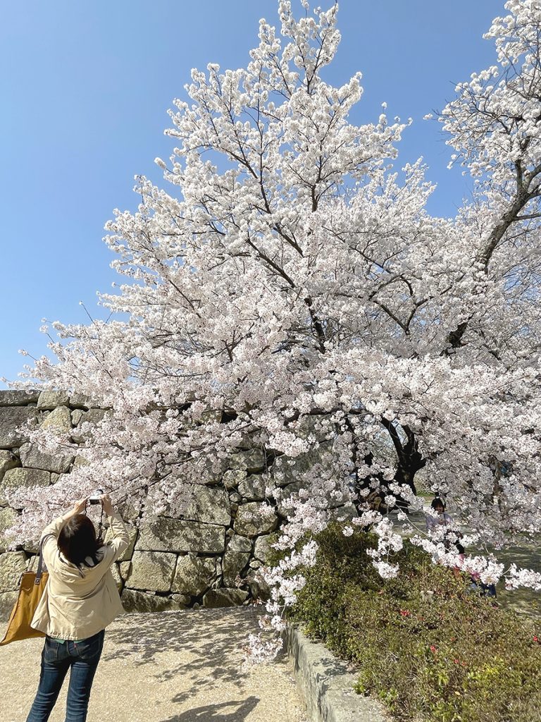 本丸付近の桜を撮影する女性＝2023年3月31日午後2時3分