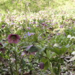 咲きそろうたくさんのクリスマスローズ＝岡山県鏡野町で