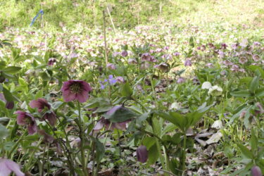 咲きそろうたくさんのクリスマスローズ＝岡山県鏡野町で