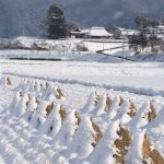 津山市2月9日雪