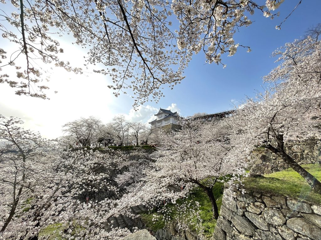鶴山館から眺める備中櫓と桜=2023年3月27日午後4時22分