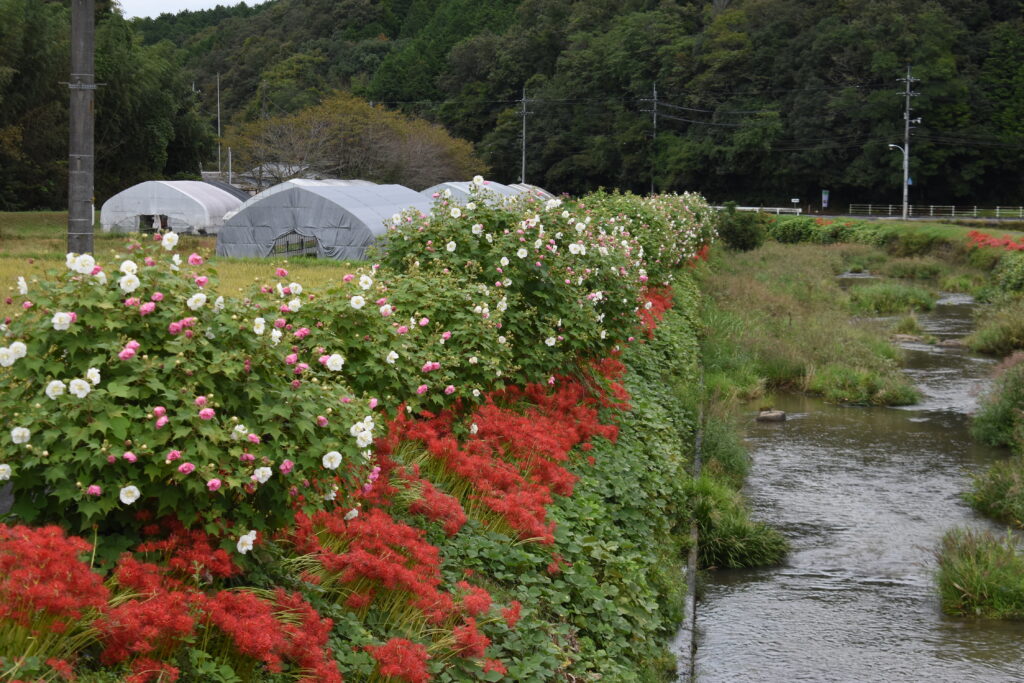 地域に彩りを添える打穴川沿いのフヨウ