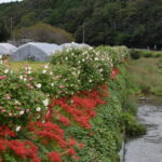 地域に彩りを添える打穴川沿いのフヨウ