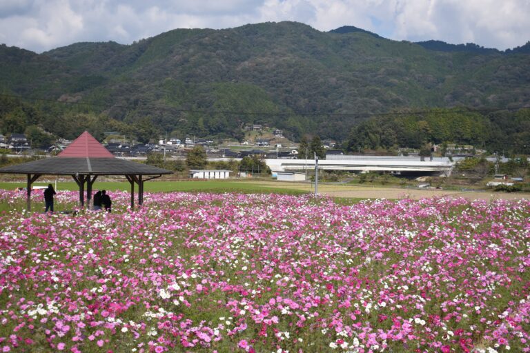 花のじゅうたんが広がる北房コスモス広場=岡山県真庭市で