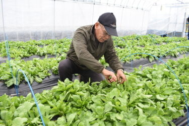 「大葉春菊」の収穫に励む太田さん=岡山県真庭市で