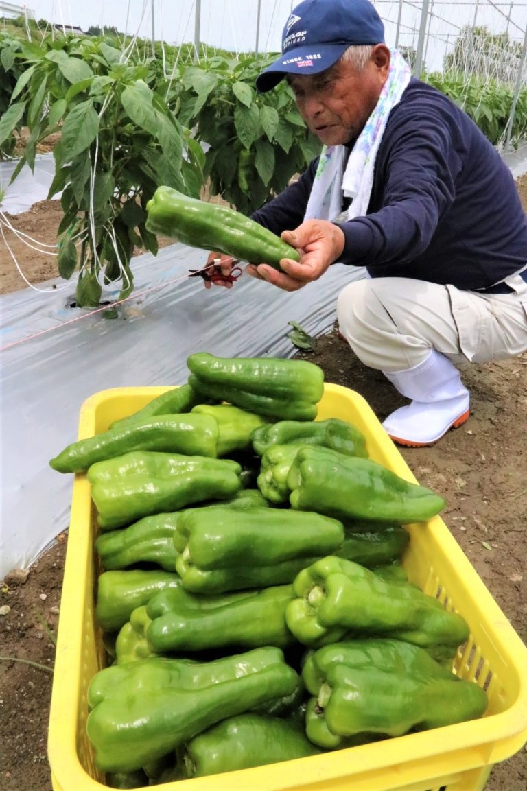 初出荷へ収穫されるジャンボピーマン＝６日、久米川南で