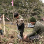 桜の苗木を植える子どもたち=岡山県奈義町、鎮守の森で