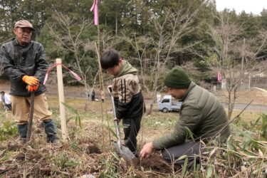 桜の苗木を植える子どもたち=岡山県奈義町、鎮守の森で