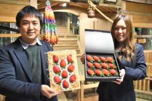 美作国のブランドいちご「武蔵」=岡山県美作市で