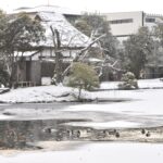 衆楽園の凍てついた池で身を寄せ合うように泳ぐカモ=岡山県津山市で