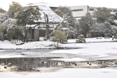 衆楽園の凍てついた池で身を寄せ合うように泳ぐカモ=岡山県津山市で