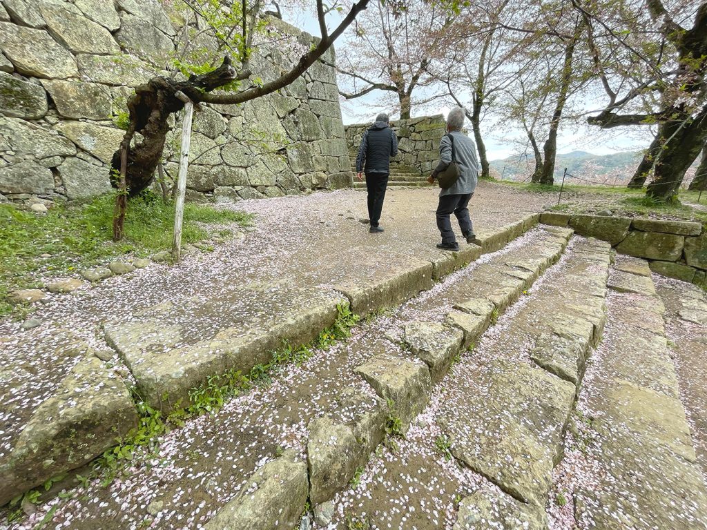 桜の花びらの絨毯が広がる階段=2023年4月6日午前11時04分