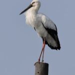 山方地区に飛来したコウノトリ（影山克己さん撮影）=岡山県津山市で