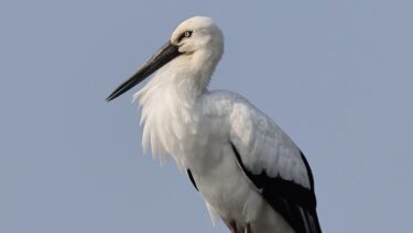 山方地区に飛来したコウノトリ（影山克己さん撮影）=岡山県津山市で