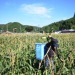 夏空の下、イエローダイヤモンドを収穫する中村さん=岡山県真庭市で