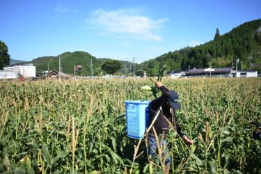 夏空の下、イエローダイヤモンドを収穫する中村さん=岡山県真庭市で